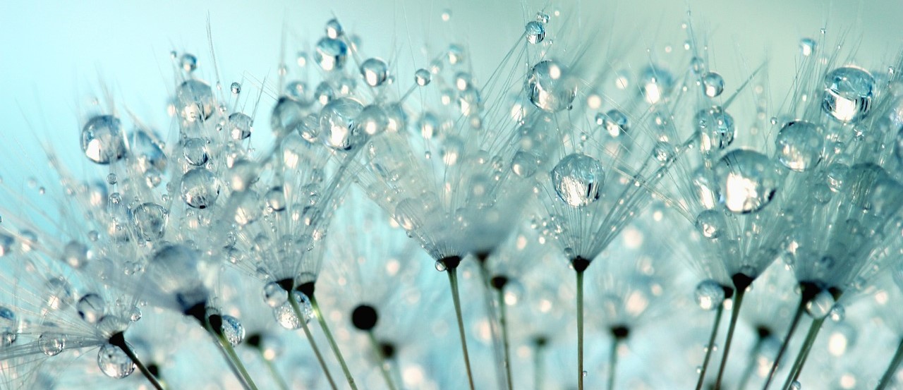 dandelion seeds 4621211 1280
