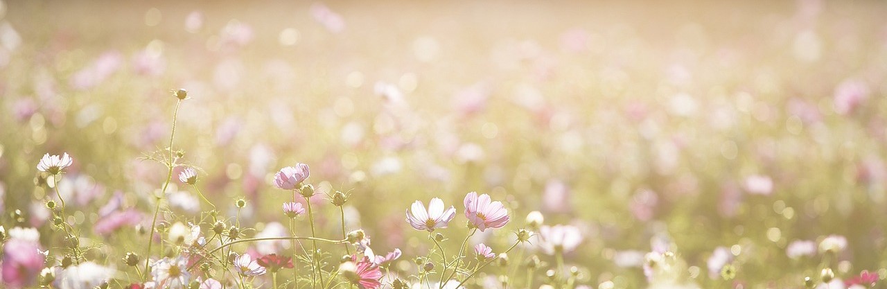 cosmos flowers 1138041 1280