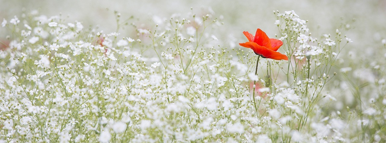 poppy 1128683 1280