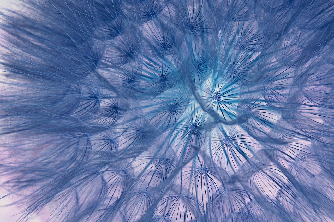 dandelion 5302188 1280
